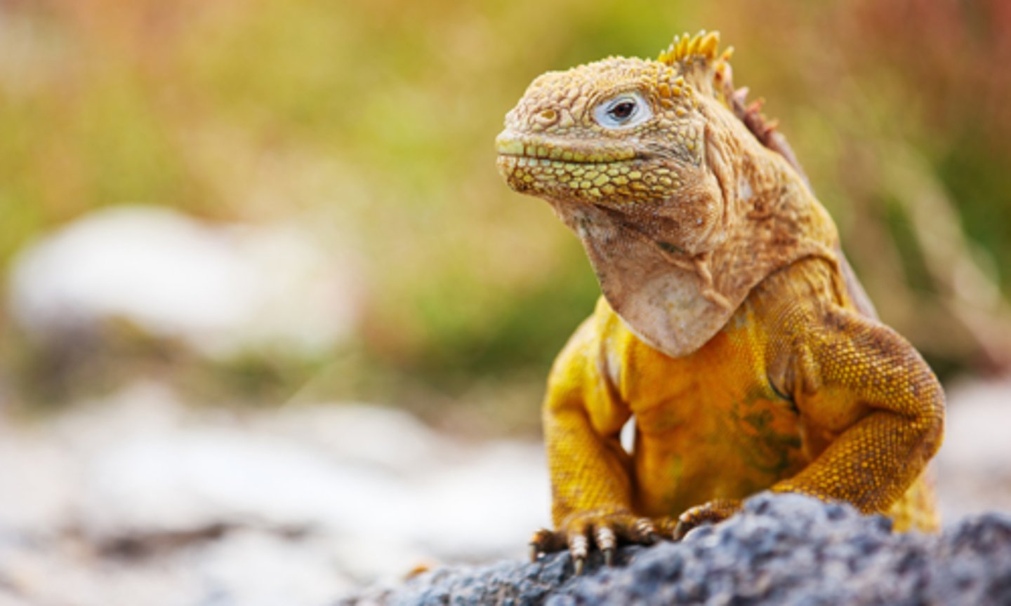 <p>Land Iguanas (19 facts)</p><p>- 1 Diet/Prey</p><p>- 2 Size/Color</p><p>- 6 Location</p><p>- 5 Reproduction/Displays</p><p>- 1 Predators</p><p>- 4 Other</p>