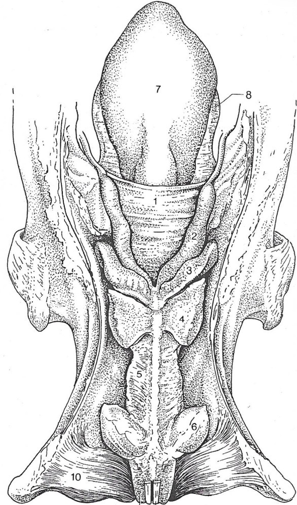 <p>Label the accessory glands and how they open on the equine </p>