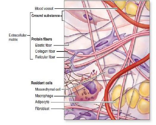 <ul><li><p>cellen in het bindweefsel</p><ul><li><p>fibroblast, adipocyt (vetcel), plasmacel, lymfocyt, eosinofiele granulocyt, neutrofiele granulocyt, macrofaag, mestcel, dendritische cel (Langerhanscel)</p><p>→ cellen zorgt voor productie van de matrix</p></li></ul></li><li><p>vezels (extracellulaire matrix)</p><ul><li><p>collagene vezel, elastische vezel, reticulaire vezel</p></li></ul></li><li><p>grondsubstantie (extracellulaire matrix)</p><ul><li><p>glycosaminoglycanen, proteoglycanen &amp; glycoproteïnen</p></li></ul></li></ul><p></p>