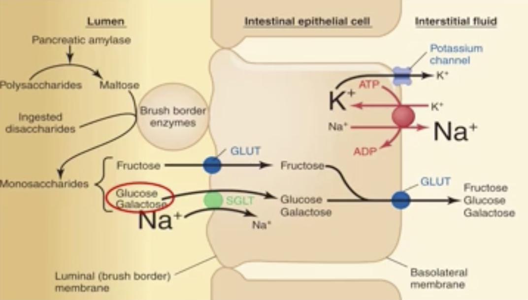 <ol><li><p><strong>Fructose</strong>: enters the cell across the luminal membrane by <em>facilitated diffusion</em> via a <strong>GLUT transporter</strong></p></li><li><p><strong>Glucose/Galactose:</strong> enter the cell via a Na+-glucose co-transporter</p></li><li><p>Most ingested carbohydrates are digested and absorbed within the first <em>20</em>% of the small intestine</p></li></ol>