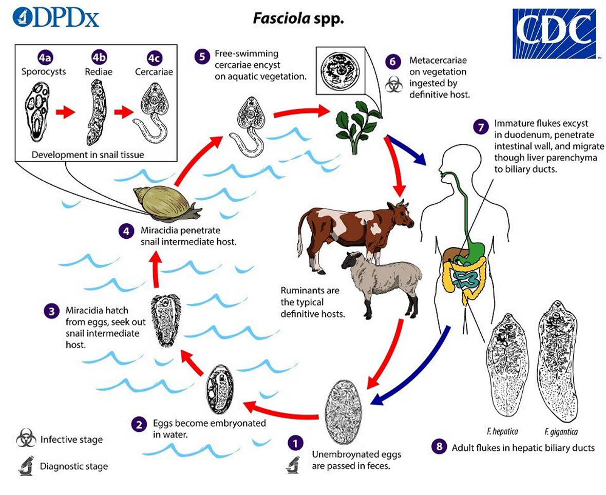 <p>flukes (look like footballs)</p><p>BV’s, GIT, lungs, liver </p><p>indirect </p><p>pass in feces → enter a snail (intermediate host) → pass to vegetation → eat plant = infected</p>
