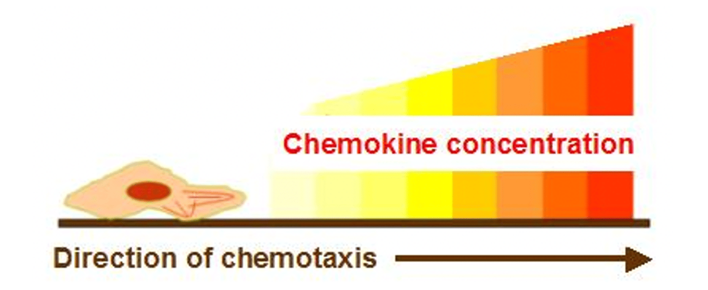 <p>they mediate movement of leukocytes from lower to higher concentration</p>