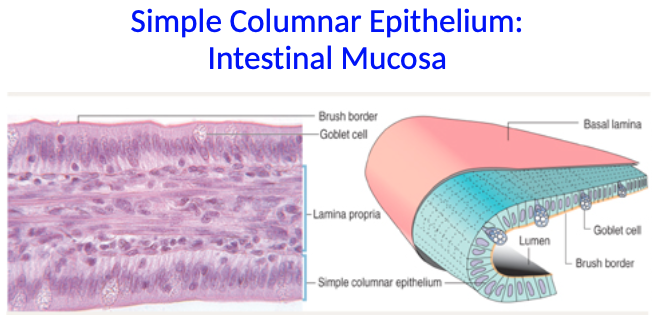 <p>What are key features of simple columnar epithelium in the intestinal mucosa?</p>