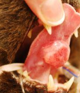 <p>tongue, pharynx, tonsils</p>