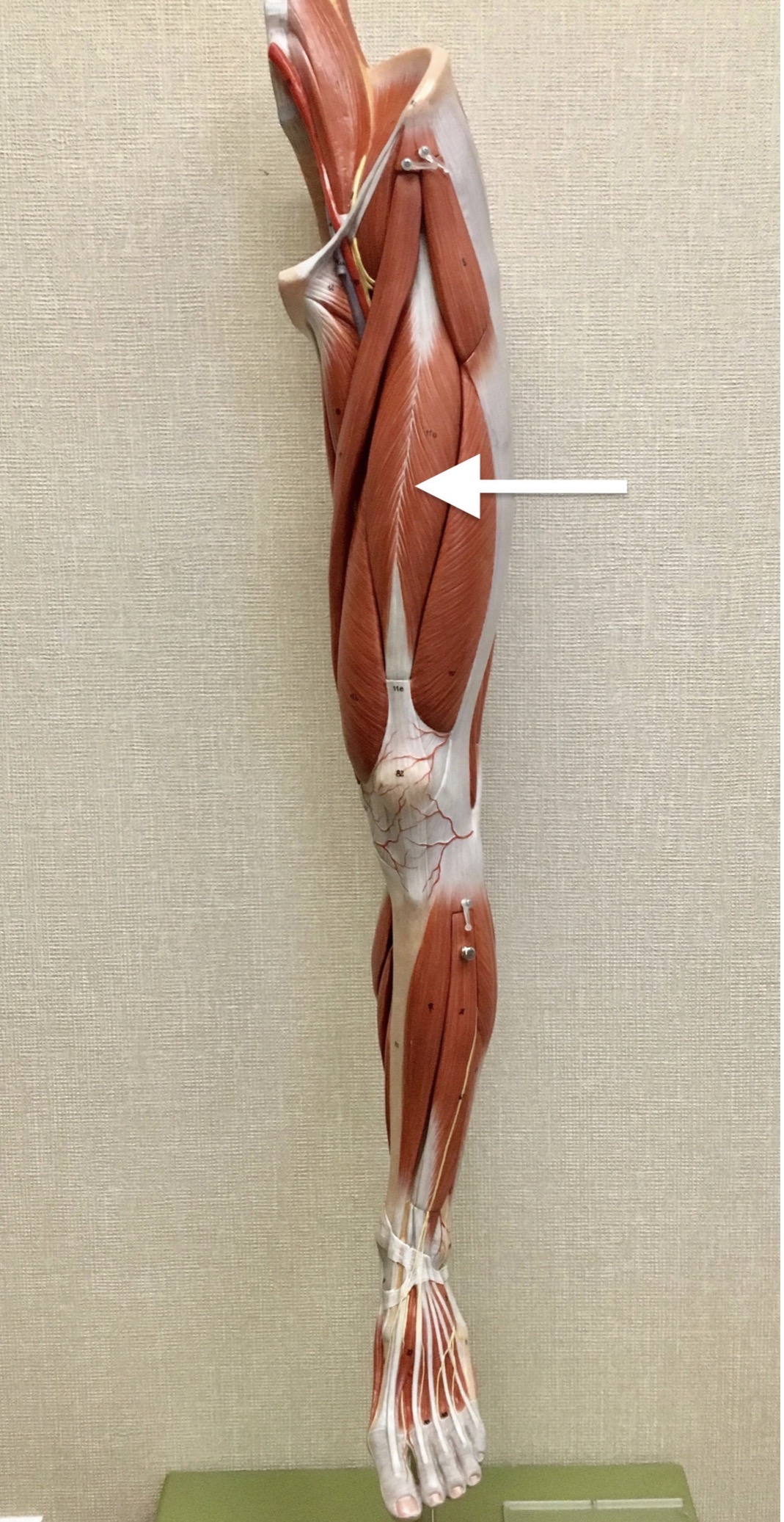 <p><span>Name the muscle labeled with the white arrow below AND name ONE action .</span></p>