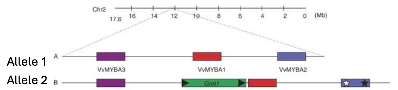 <p><strong>MYBA1</strong><span> and </span><strong>MYBA2 </strong>which are found in chromosome number 2 </p><p>They are the transcription factors for the last step in anthocyanin synthesis, where in the second copy of the gene there is an insertion of a retrotransposon “jumping genes” upstream of MYBA1 (green gene), resulting in a loss of function insertion or deletion in MYBA2 (blue gene with stars) </p><p>Only 1 functional copy of the MYBA locus is sufficient to produce anthocyanin, another example is chardonnay and Cabernet Sauvignon - where chardonnay has a retrotransposon and cab sauvignon does not - resulting in a coloured berry </p><p></p>