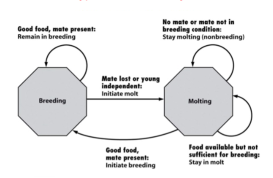 <p>Describe a typical resident cycle for birds</p>