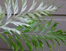 <p>Silk oak, native to Australia (Protaceae)</p>