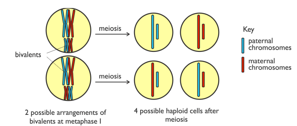 <ul><li><p>Homologous pairs of chromosomes <strong>align randomly </strong>during<strong> metaphase I</strong></p></li><li><p>Leads to <strong>different combinations of chromosomes </strong>in gametes</p></li></ul><p></p>