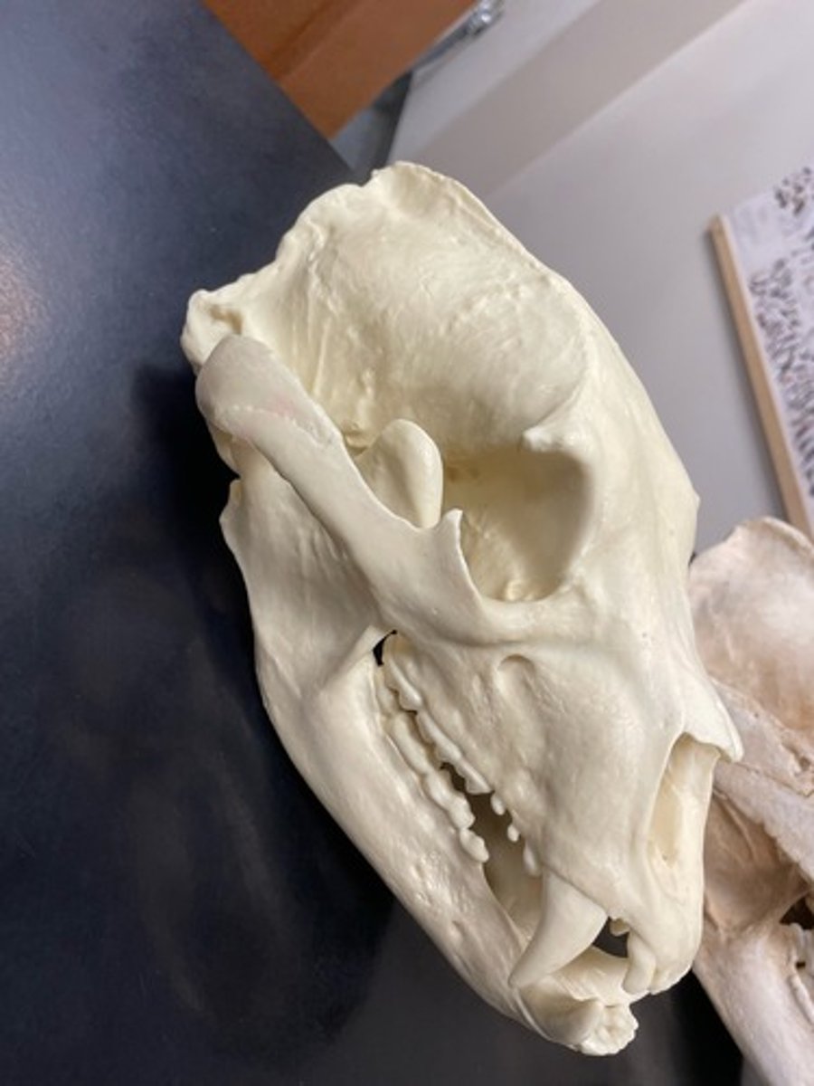 <p>Family: Ursidae</p><p>Genus & Species: Ursus americanus</p>