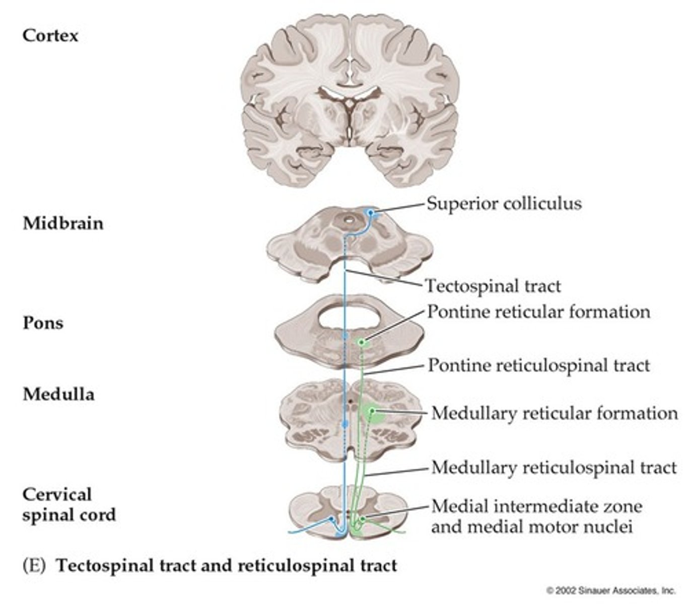 <p>From the midbrain tectum to the spinal cord</p>