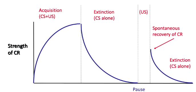 <ul><li><p>Present US alone after extinction, CR appears after being ‘reminded’</p><ul><li><p>After extinction, dog is presented only food and salivates. This reminds the dog that whistles also caused salivation, and so only whistling thereafter also causes CR</p></li></ul></li></ul><p></p>