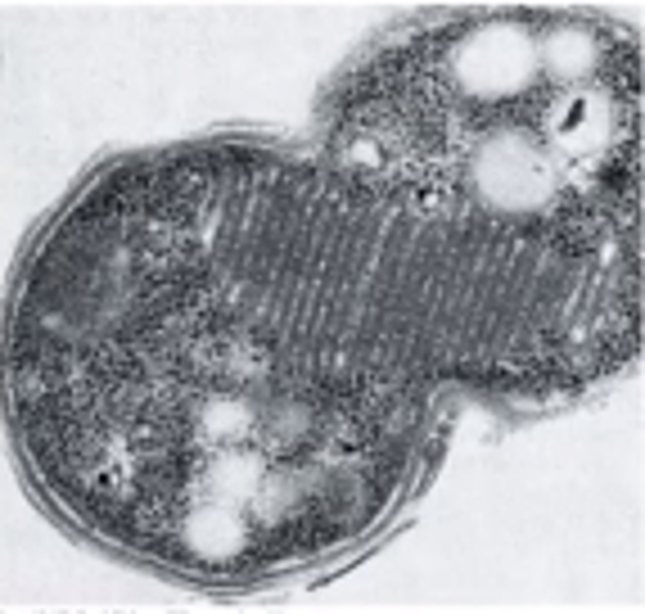 <p>internal membranes arranged in bundles of disc-shaped vesicles</p>