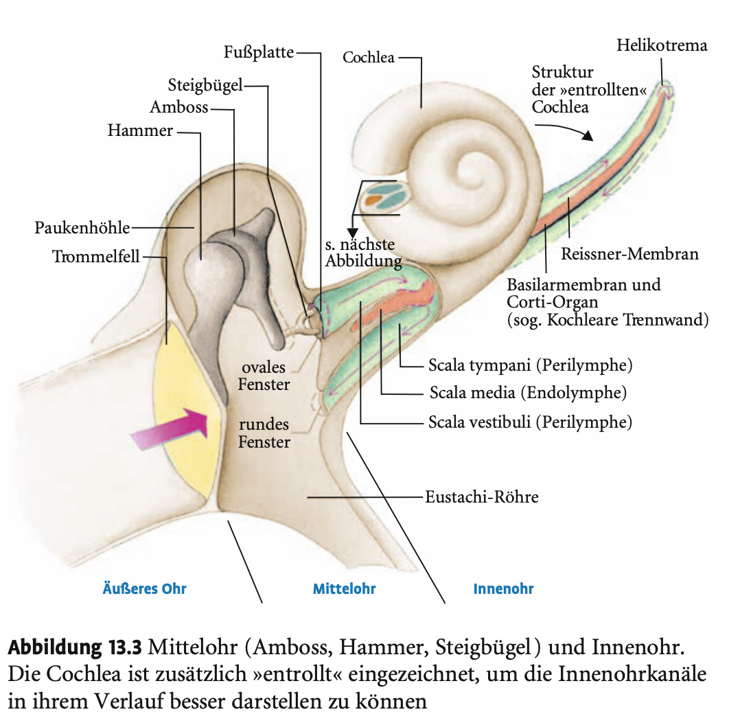 <p><span><strong>Mittelohr</strong></span></p><p>&nbsp;</p><p>&nbsp;</p><p><span><strong>Aufbau und Funktion</strong></span></p><ul><li><p><span><strong>Lage</strong>: Direkt hinter dem Trommelfell; luftgefüllter Raum mit der <strong>Paukenhöhle</strong> als Hauptstruktur.</span></p></li><li><p><span><strong>Druckausgleich</strong>: Über die <strong>Eustachische Röhre (Tuba eustachii)</strong>, die beim Schlucken den Druck an den Außendruck anpasst.</span></p><ul><li><p><span>Wichtig beim Fliegen/Tauchen.</span></p></li><li><p><span><strong>Fehlender Ausgleich</strong> (z. B. bei Erkältung) → Verformung des Trommelfells → <strong>Hörminderung</strong>.</span></p></li></ul></li></ul><p>&nbsp;</p><p>&nbsp;</p><p><span><strong>Gehörknöchelchen</strong></span></p><ul><li><p><span><strong>Hammer (Malleus)</strong> – mit dem Trommelfell verwachsen.</span></p></li><li><p><span><strong>Amboss (Incus)</strong> – gelenkig mit Hammer und Steigbügel verbunden.</span></p></li><li><p><span><strong>Steigbügel (Stapes)</strong> – endet in der <strong>beweglichen Fußplatte</strong> im <strong>ovalen Fenster</strong> des Innenohrs.</span></p><ul><li><p><span>Überträgt Schwingungen <strong>kolbenartig</strong> in die Flüssigkeit des Innenohrs.</span></p></li></ul></li></ul><p>&nbsp;</p><p>&nbsp;</p><p><span><strong>Muskuläre Kontrolle</strong></span></p><ul><li><p><span>Zwei Muskeln:</span></p><ul><li><p><span><strong>Musculus tensor tympani</strong></span></p></li><li><p><span><strong>Musculus stapedius</strong></span></p></li></ul></li><li><p><span>Funktion: <strong>Dämpfung lauter Geräusche</strong> durch Einschränkung der Knöchelchen-Beweglichkeit.</span></p></li></ul><p></p>