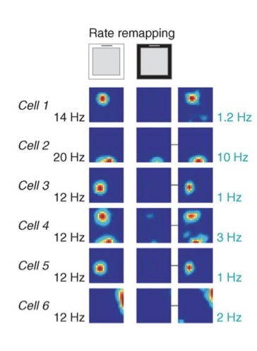 <ul><li><p>Place cell keeps the same place field (fires in the same location).</p></li><li><p>Only the firing rate changes (stronger/weaker) between contexts.</p></li><li><p>Happens when the environment stays the same, but non-spatial cues change (e.g., colour of cue card).</p></li><li><p>Indicates that the cell encodes contextual or sensory features without changing spatial selectivity</p></li></ul><p></p>