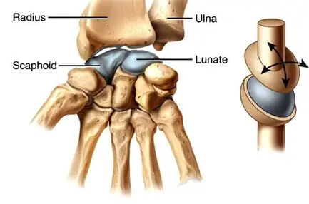<p>Allows free movement on two planes</p><p>allows the rotation of the wrist</p><p>e.g knuckles (metacarpasl and phalanges), joints of wrists</p>