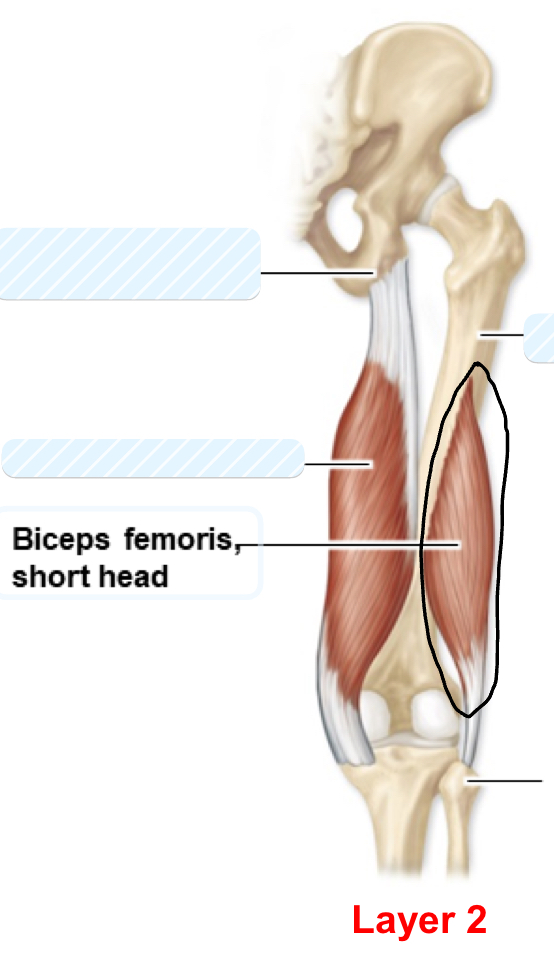 <p>biceps femoris short head</p>