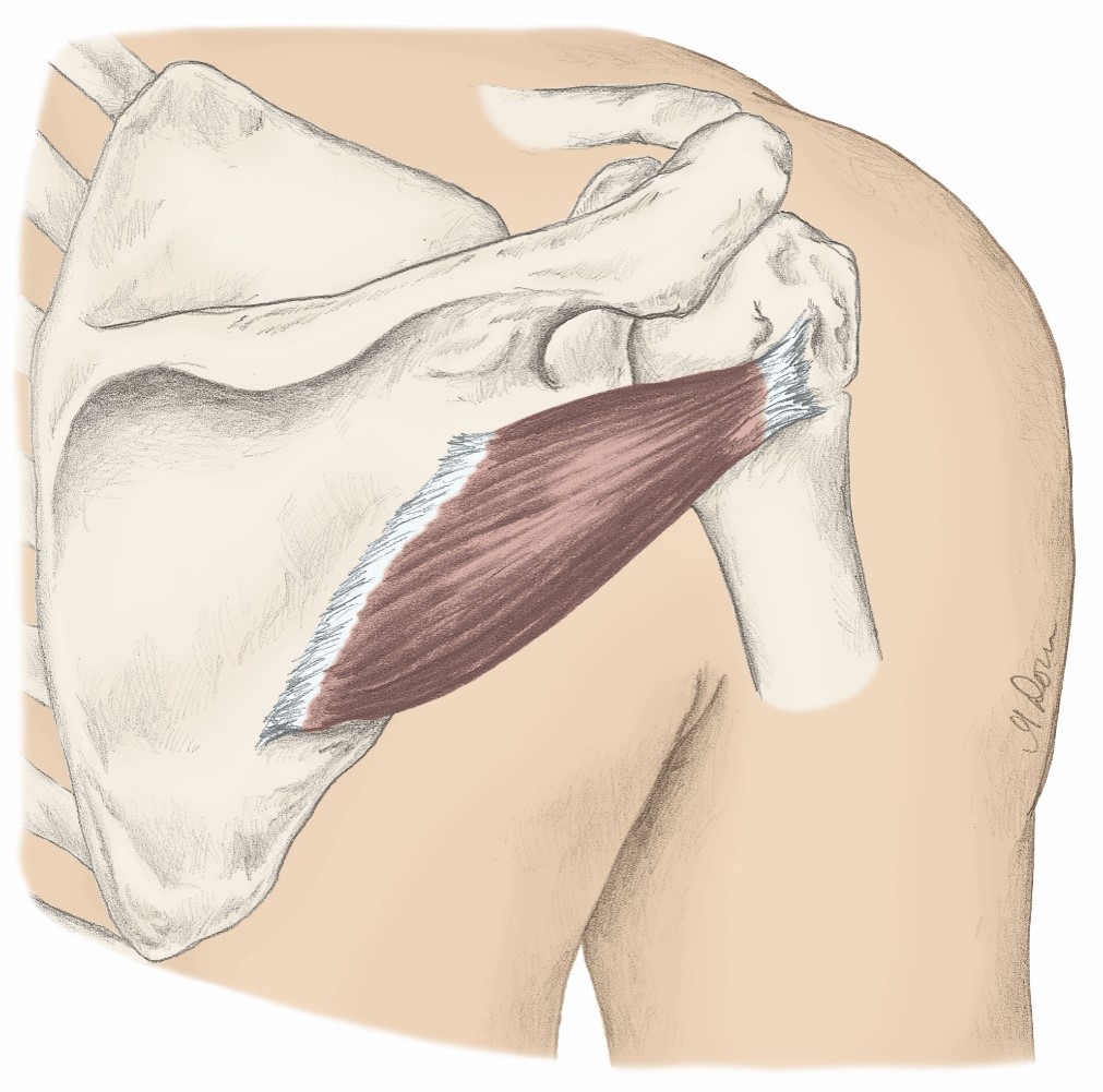<p>O- Lateral border of the scapula</p><p>I- Humerus; Greater Tubercle (passes posterior to joint)</p><p>A- Shoulder Lateral Rotation &amp; Shoulder Adduction</p>