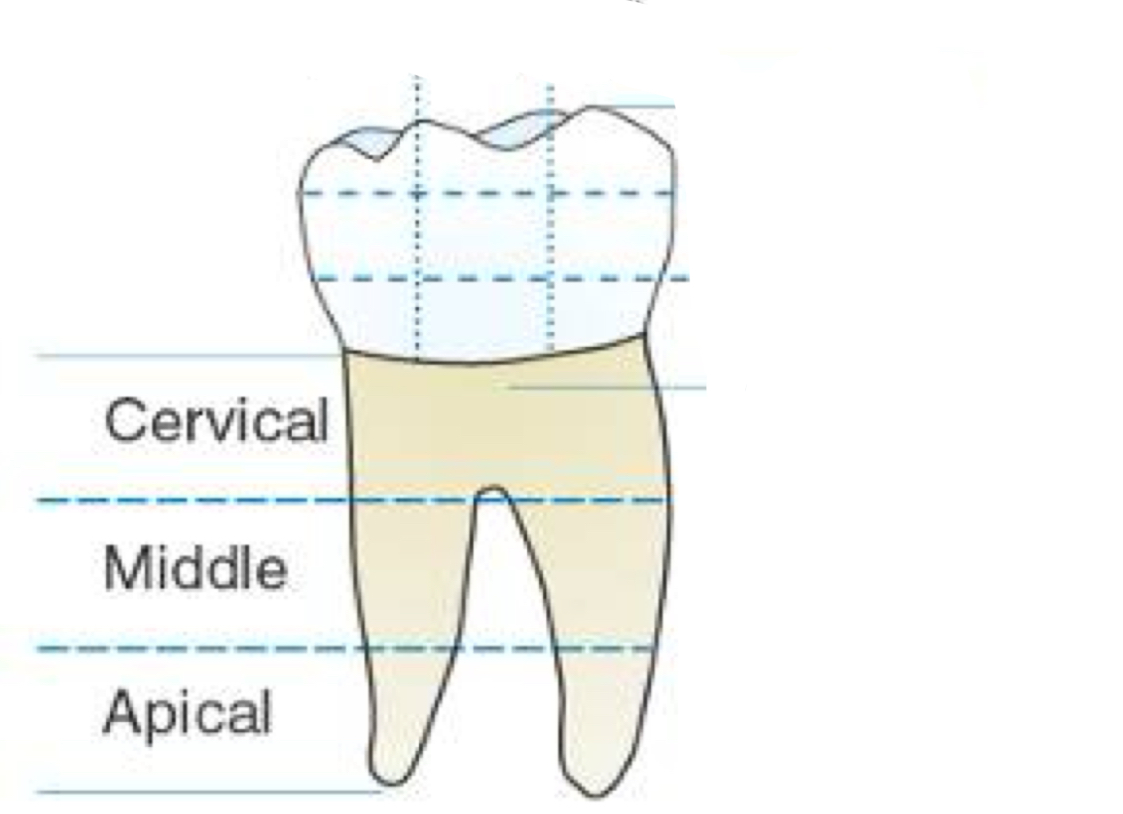 <ul><li><p>Apical </p></li><li><p>Middle </p></li><li><p>Cervical </p></li></ul><p></p>