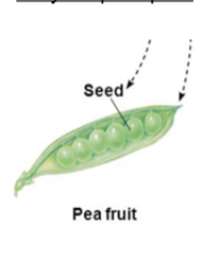 <p>Simple fruit</p>