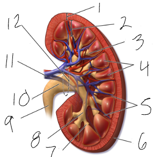 <p>funnel at superior end of ureter (#10)</p>