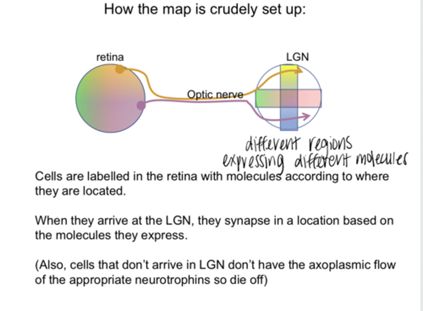 <p>True or False: </p><p>Cells are labelled in the retina with molecules according to where they are located</p>