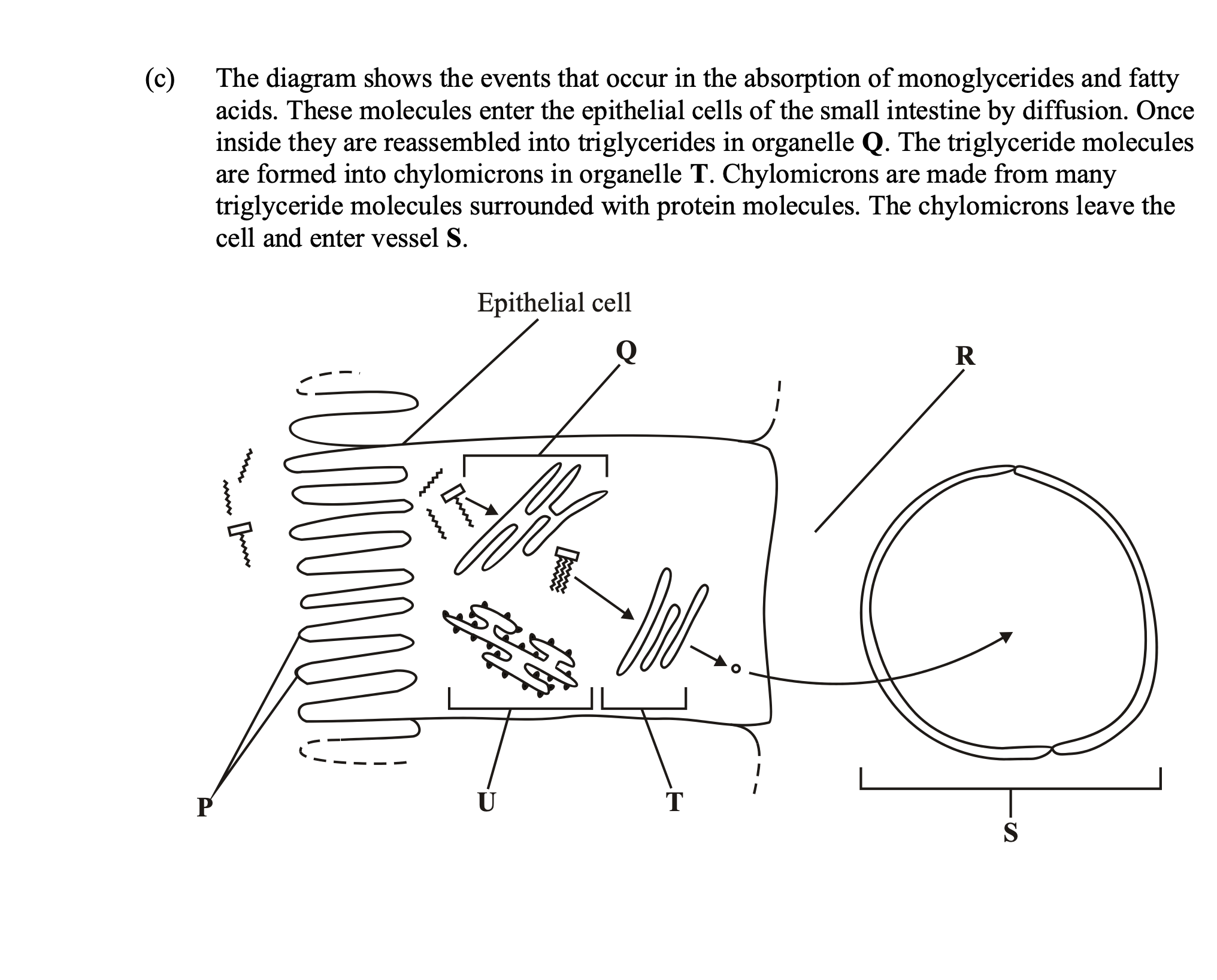 <p>Describe the role played by organelle U in the formation of chylomicrons.</p>