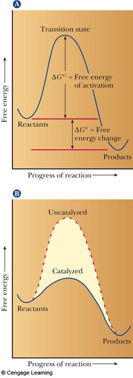 <p><span>enzymes can ___ by a factor of up to 10<sup>20</sup> over an uncatalyzed reaction</span></p>