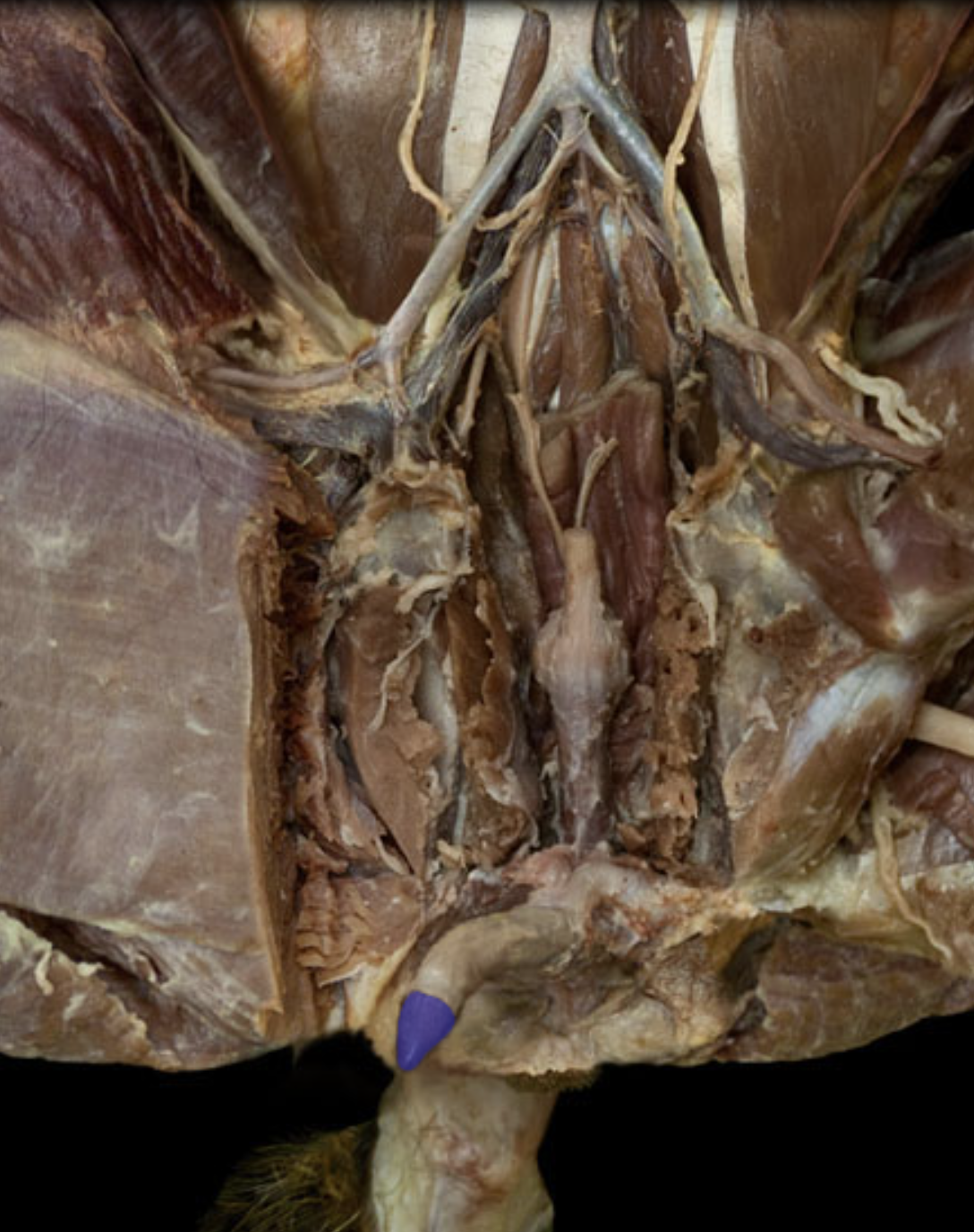 knowt flashcard image