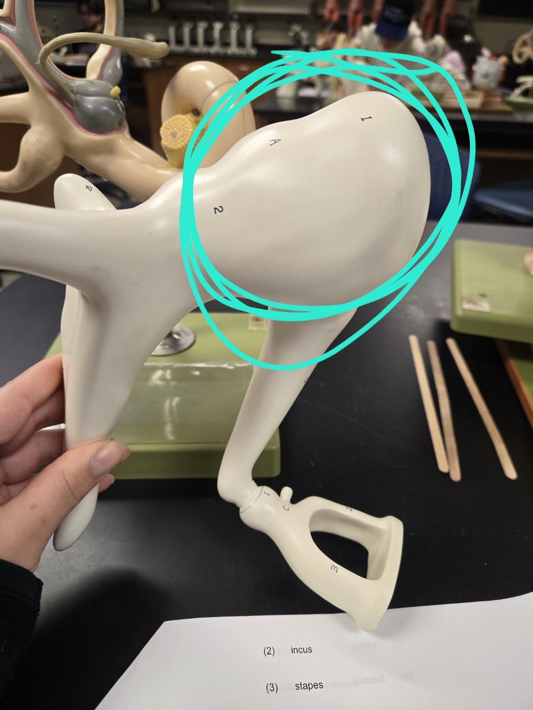<p>Middle ear (tympanic cavity)</p>