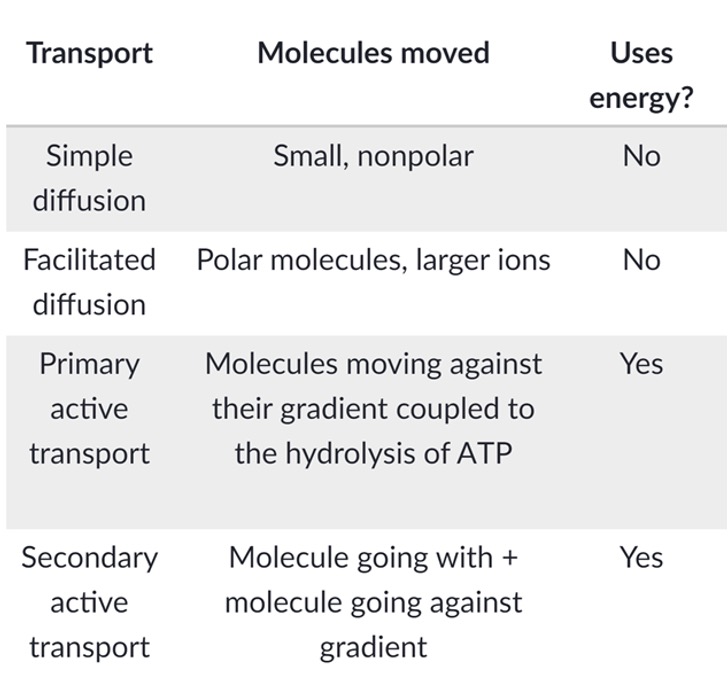 <p><strong>Strict control of transport is orchestrated by carrier proteins. </strong>Water and lipid-soluble small compounds are the only compounds that passes freely.</p><ol><li><p>Simple diffusion</p></li><li><p>Facilitated diffusion</p></li><li><p>Primary active transport</p></li><li><p>Secondary active transport</p></li></ol>