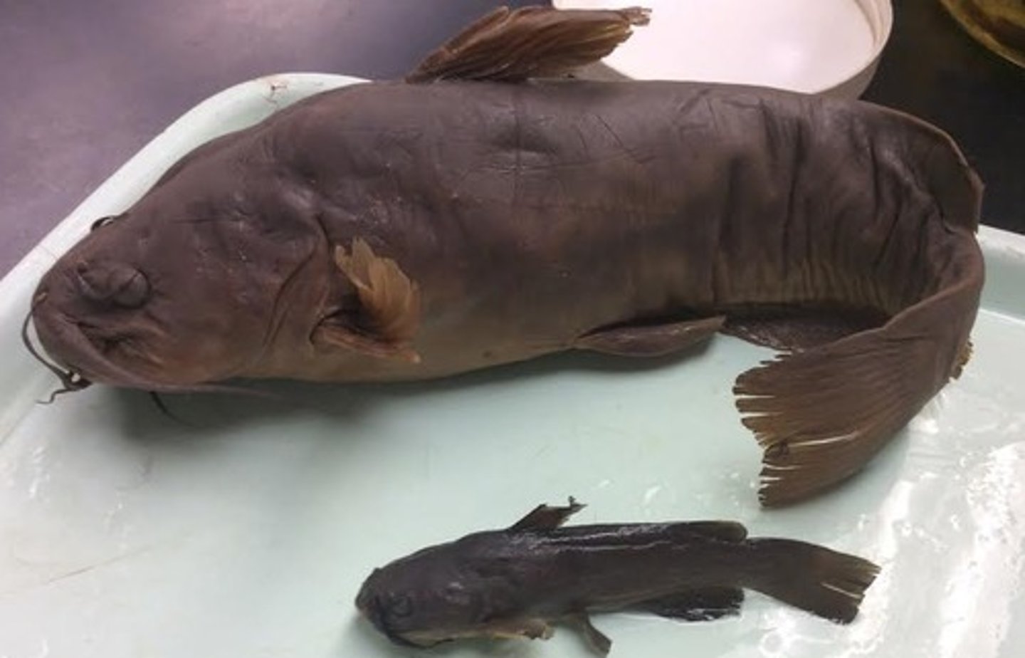 <p>Brown bullhead</p><p>-Dark chin barbels</p><p>-Truncate caudal fin</p>