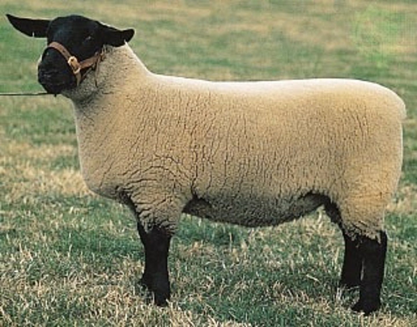 <p>- Large framed, heavy muscled paternal breed</p><p>- Clean head (no wool cap) and black face</p><p>- Originally from England and is one of the most popular farm-flock breeds and terminal sire breeds in the US</p>