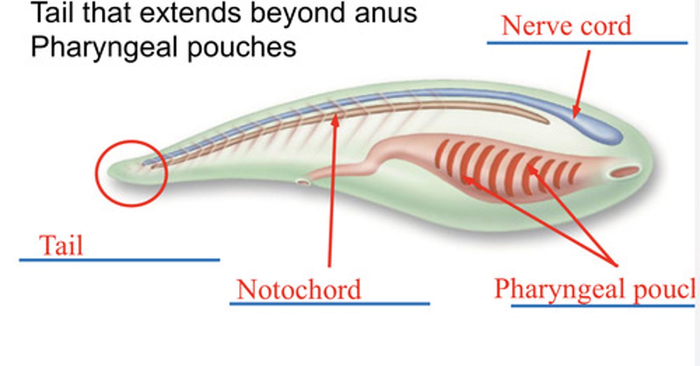 <p>Dorsal, tubular nerve cord</p><p>Notochord</p><p>Pharyngeal gill slits</p><p>Postanal tail</p>