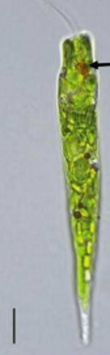 <p>ano yung (a) red, (b) yung parang tail</p>