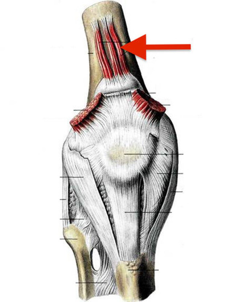<p>Anterior thigh</p><p>Proximal attachment</p><p>- Anterior distal femoral shaft</p><p>Distal attachment</p><p>- Superior portion of the synovial membrane of the knee joint</p><p>Innervation</p><p>- Femoral nerve</p><p>Action</p><p>- Pulls synovial membrane superiorly during knee extension</p>