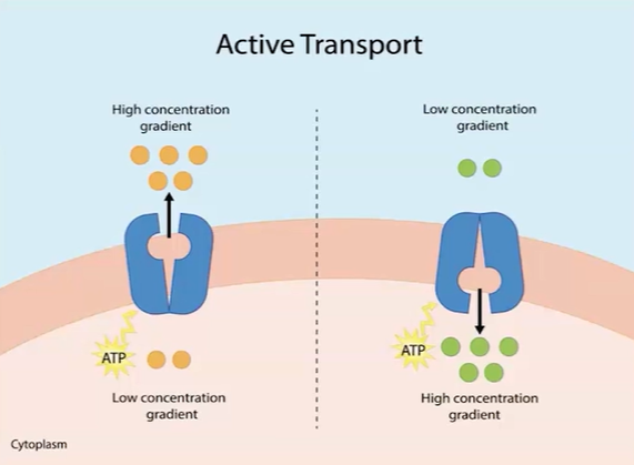 <p>What is active transport?</p>