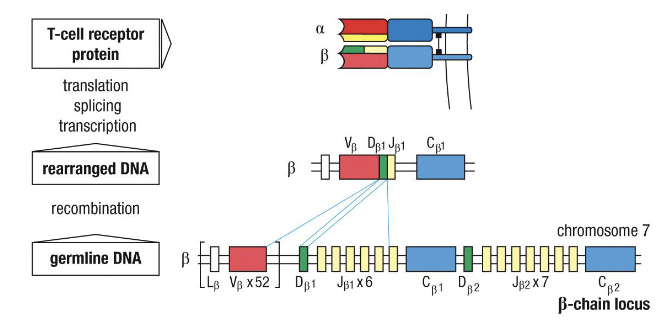 <p><strong>VDJ recombination</strong>—random joining of gene segments to create unique receptors (same as BCRs).</p>