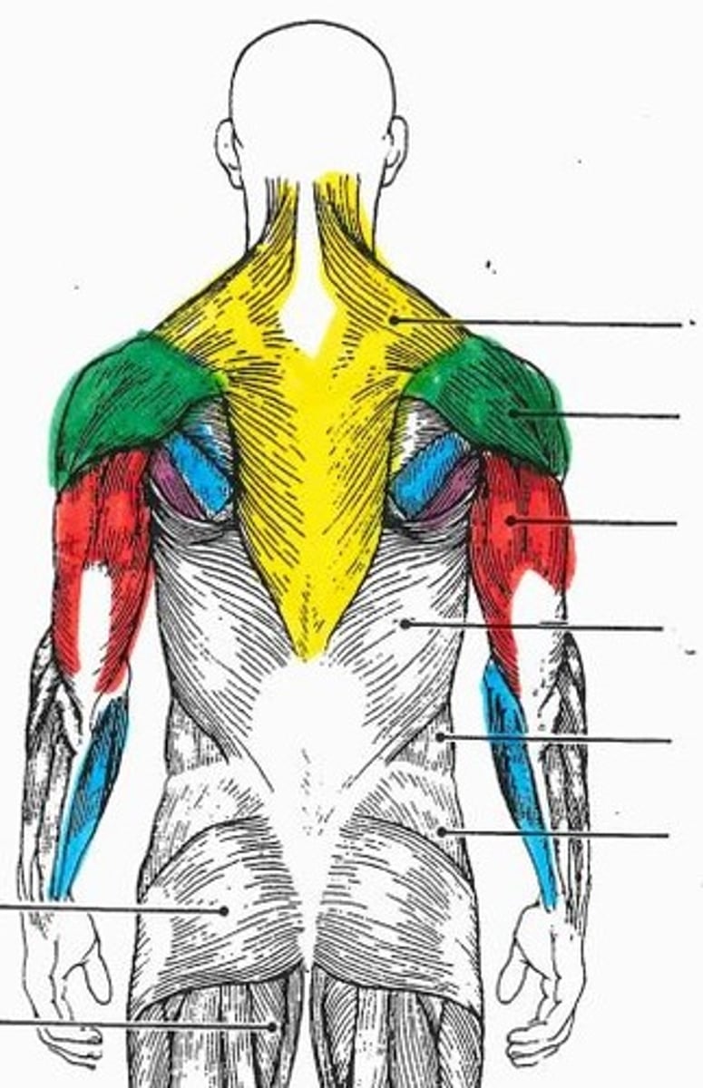 <p>light blue muscle, lower arm</p>