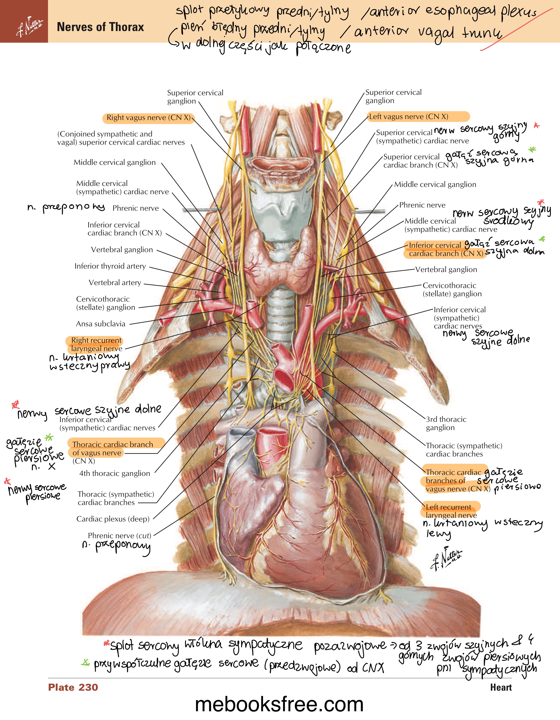 <ul><li><p>splot sercowy</p><ul><li><p>włókna parasympatyczne przedzwojowe od n. błędnych</p></li><li><p>włókna sympatyczne zazwojowe od zwojów przykręgowych pni sympatycznych</p></li></ul></li></ul>
