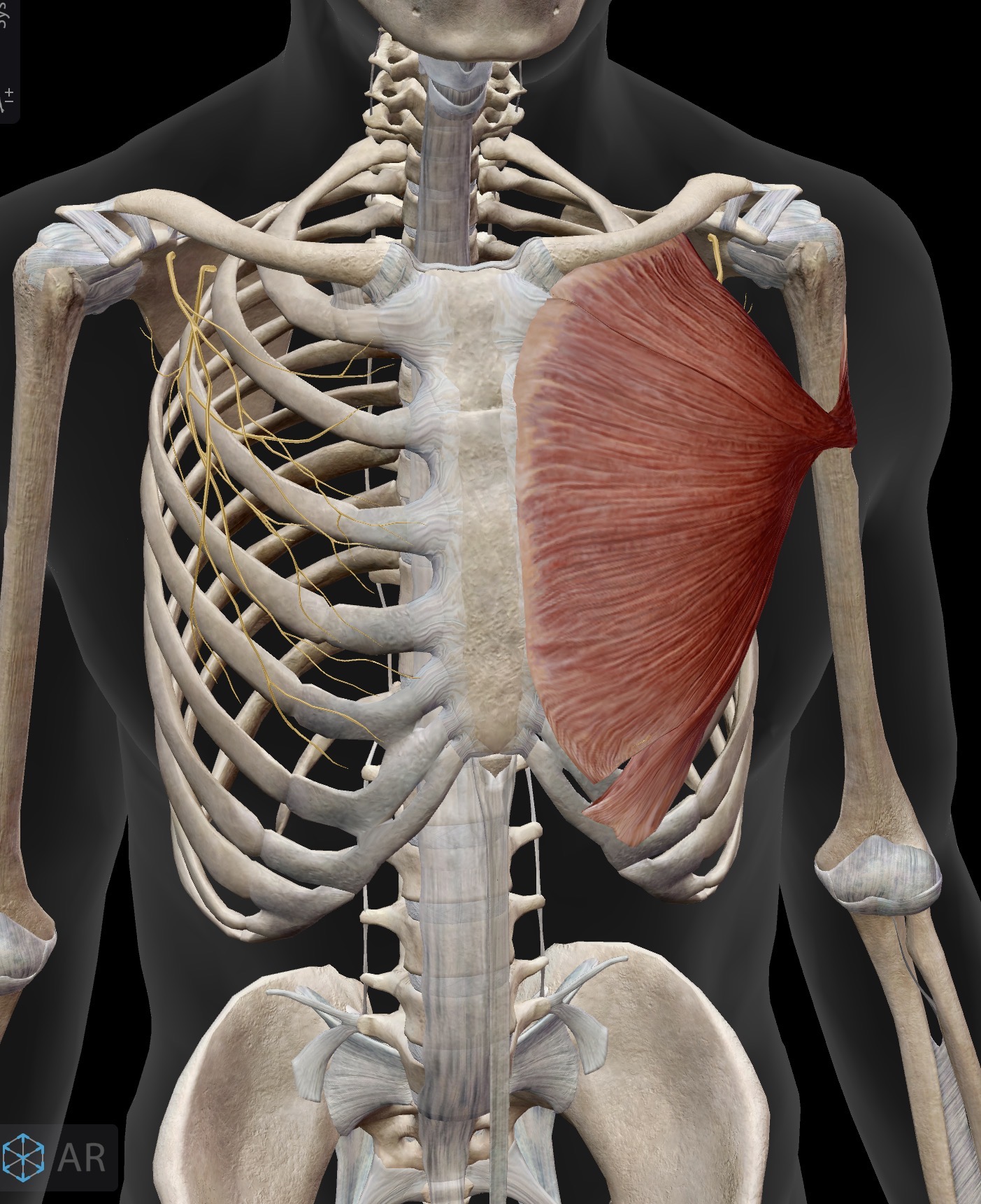 <p>Name the muscle and corresponding letter ( O = origin, I = insertion, A = actions, IN = innervation)</p><p>O</p><p>I</p><p>A</p><p>IN</p>
