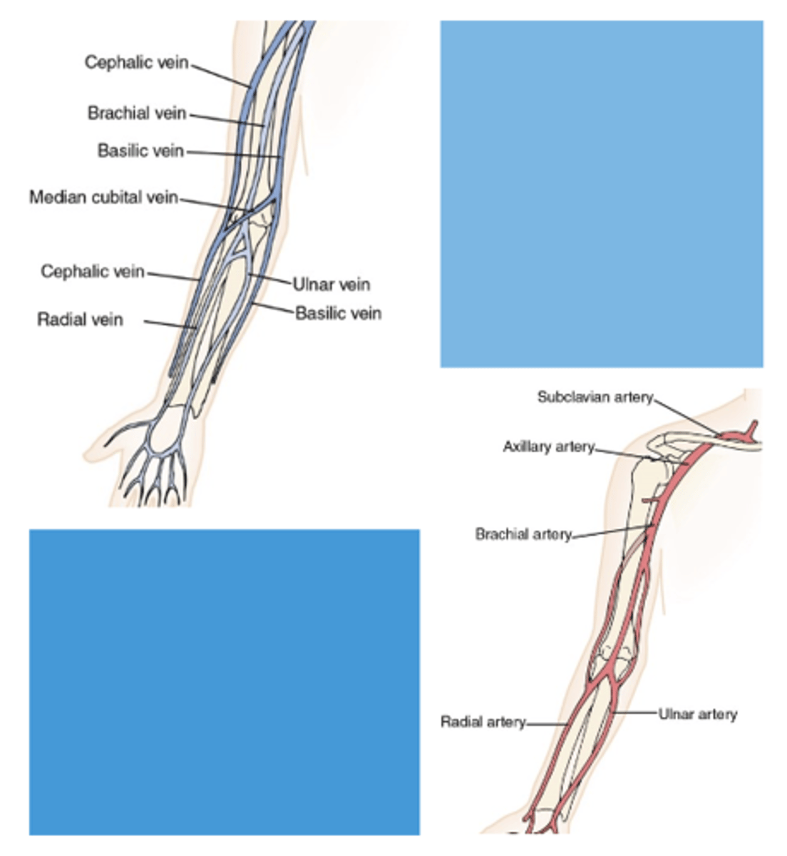 <p>major arteries and veins of the upper extremity</p>