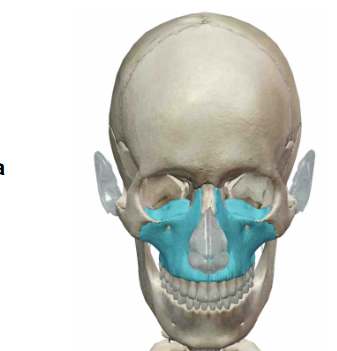 <p>What Facial Bone is this?</p>