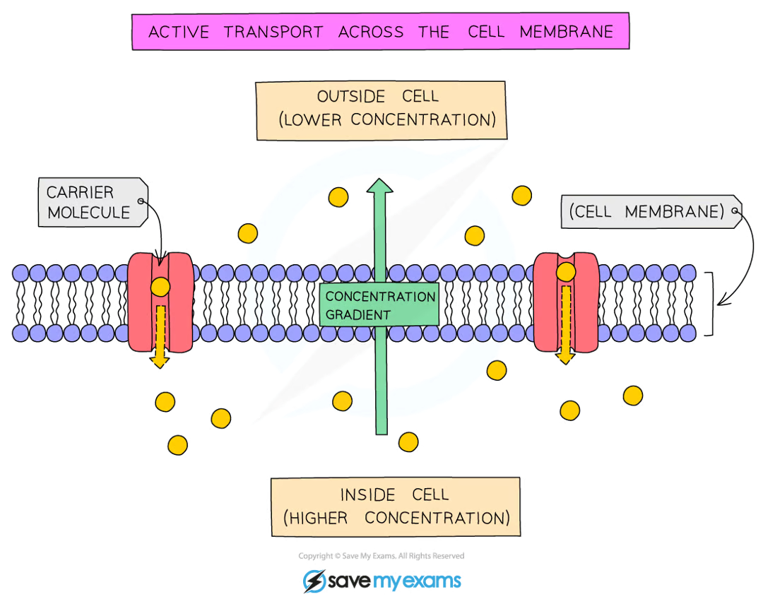 <p>it involves <strong>protein carrier molecules </strong>that are embedded in the cell membrane</p><p>absorption of nutrients into the bloodstream from the small intestine / absorption of mineral ions from the soil into the root hair cells of plants</p>