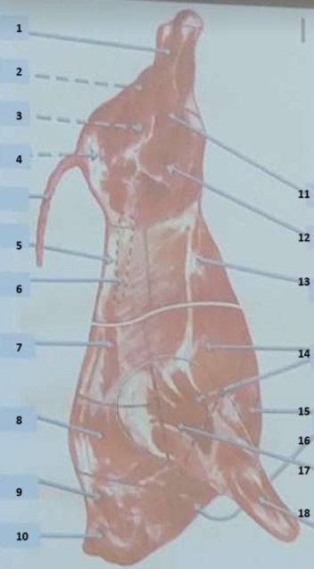 <p>półtusza wołowa 16</p>