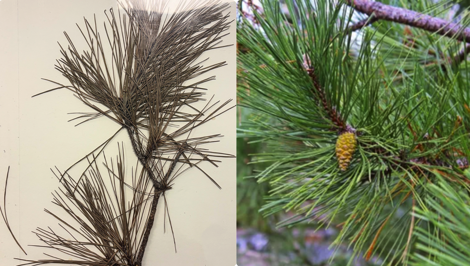 <p>Needles 7-11 cm long</p><p><strong>Usually 2 needles per bundle</strong></p><p>Terminal buds brownish (.5-2 cm long)</p><p><strong>Bundle sheaths (.5-1 cm long)</strong></p><p><strong>Bark with evident resin pockets</strong></p>