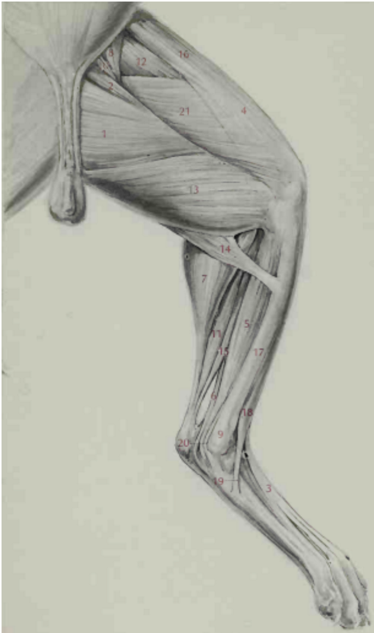 <p>Adductor Longus</p>