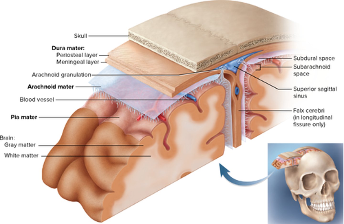 <p>Cranial dura mater- Dura mater is pressed closely against cranial bones</p><ul><li><p>Outer periosteal—equivalent to periosteum of cranial bones</p></li><li><p>Inner meningeal—continues into vertebral canal and forms dural sheath around spinal cord</p></li></ul><p>arachnoid mater: transparent membrane over the brain surface, deep to dura</p><p>pia mater: deep to arachnoid mater; thin, delicate membrane</p>