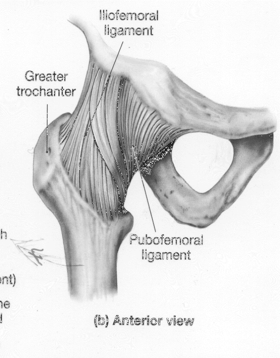 <p>what are the structural support for the coxofemoral (hip) joint </p>