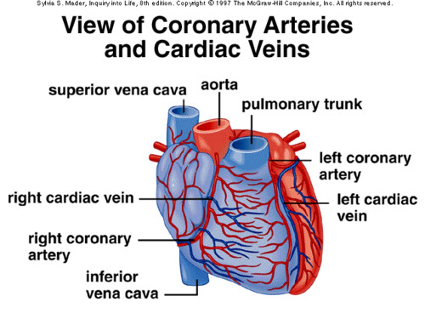 <p>Coronary arteries</p><p>Cardiac veins</p>